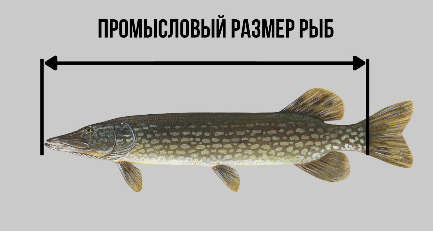 Промысловый размер рыб.png Промысловый размер рыб.png