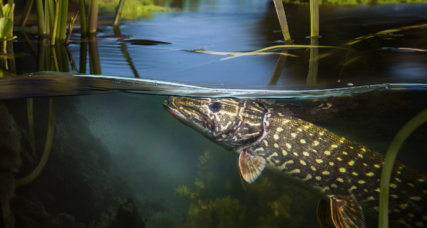 Щука.png Щука.png