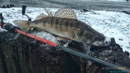 Спиннинг Maximus POINTER-X 22UL 2,2m 0,8-6,5g